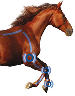 vetroflexhorse-cropped.jpg