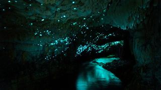 The glow worm caves in New Zealand