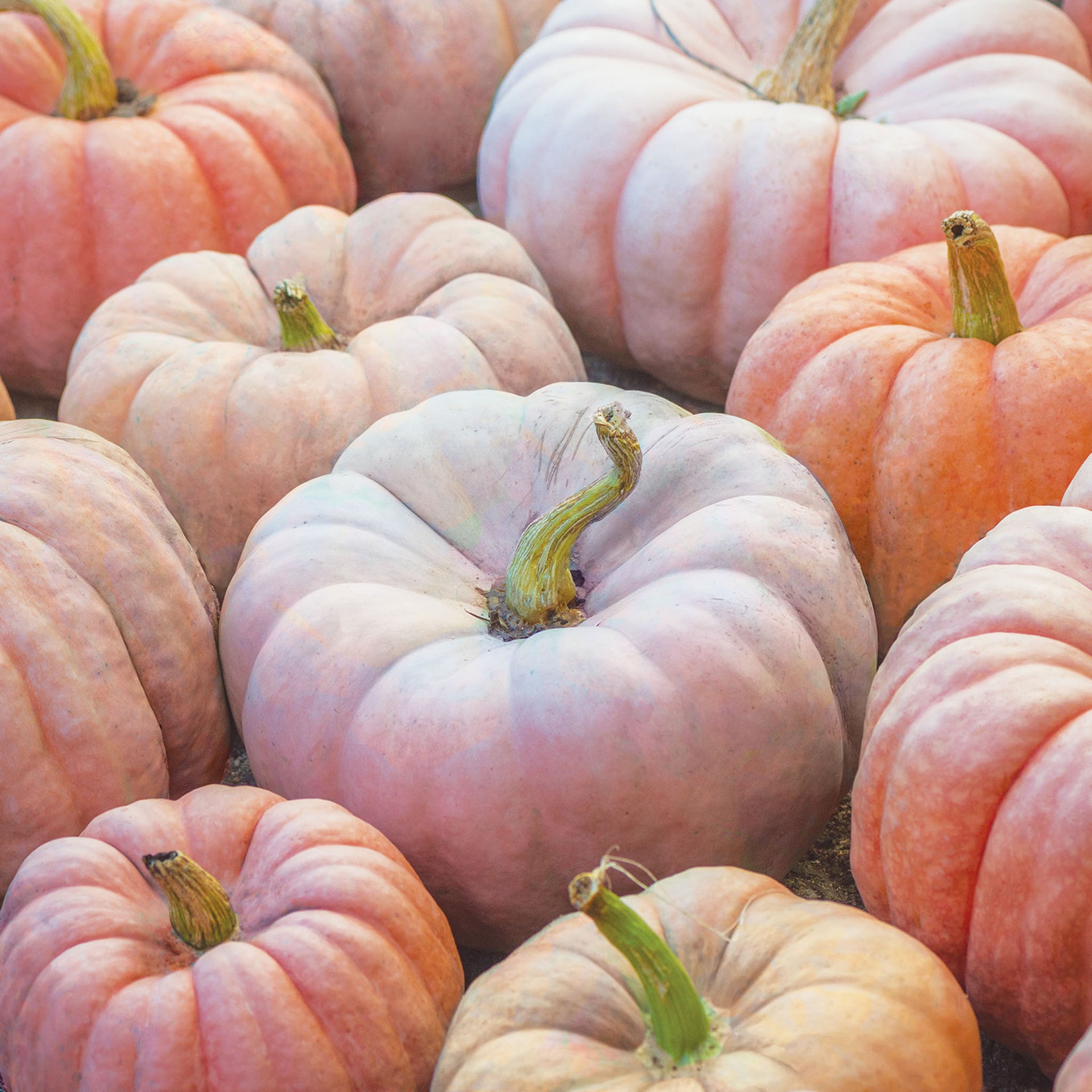 Porcelain Princess Pumpkin - 10 Seeds