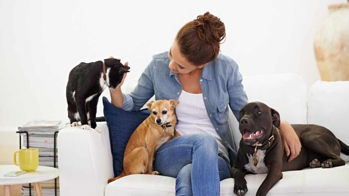 two dogs and a cat on the sofa with a woman