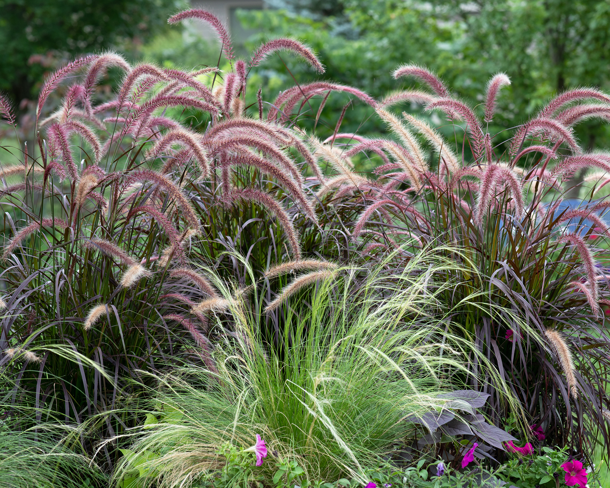 Ornamental purple fountain grasses, pennisetum rubrum, and Mexican feather grass
