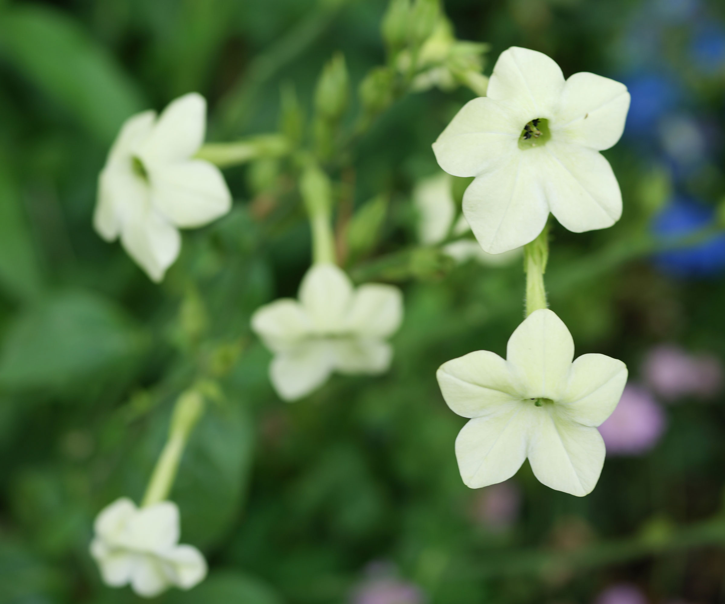nicotiana blooming with creamy white flowers