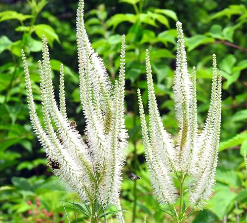 Culver's Root Veronicastrum Virginicum Meadow Wildflowers Premium Seeds for Planting