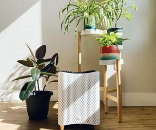 Mila Air Purifier surrounded by plants against a white wall.