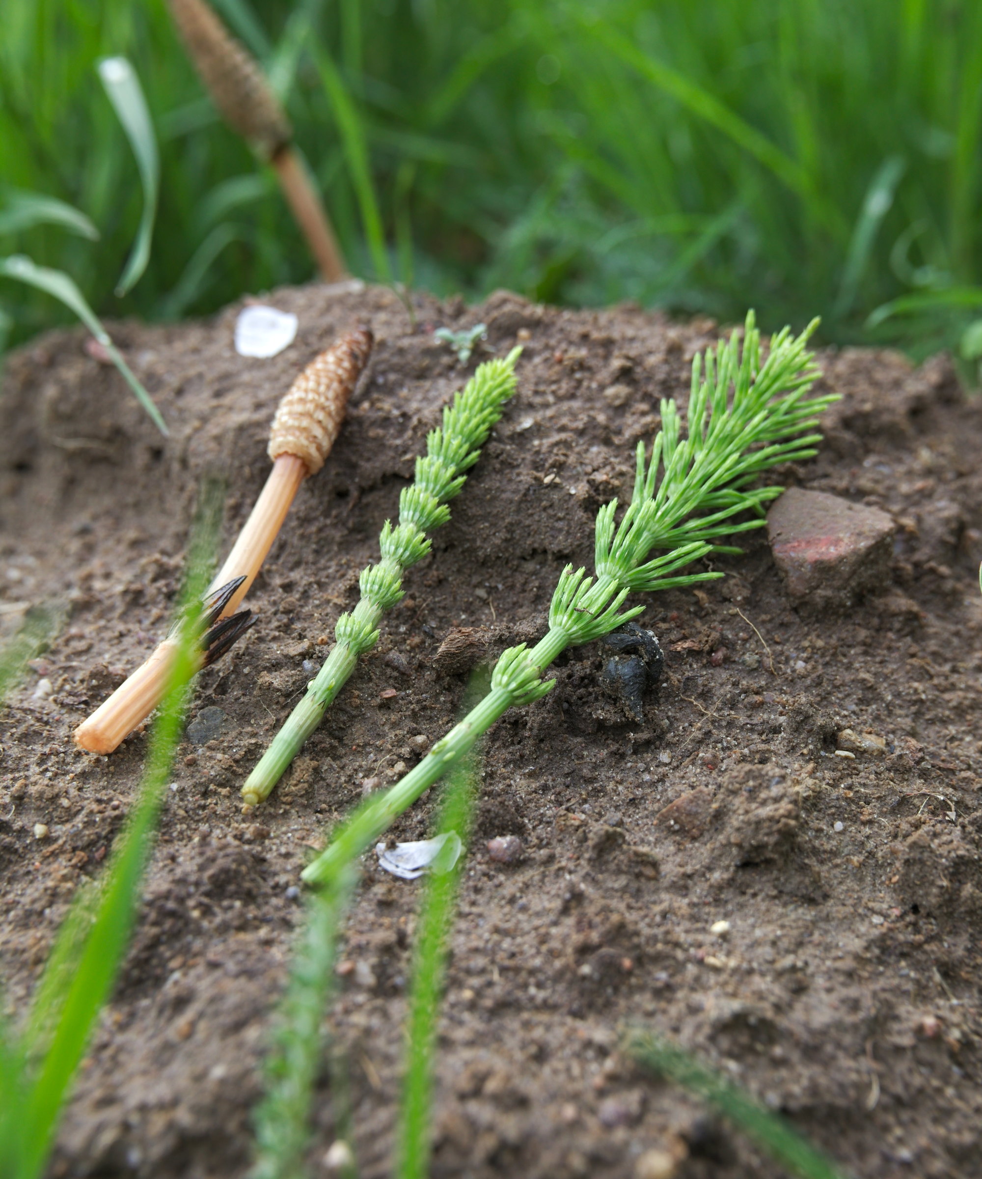 The three different stems of field horsetail arranged on the soil