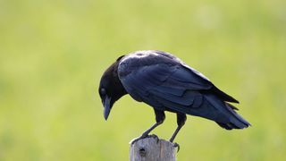 American Crow