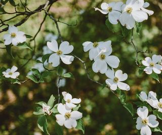 White flowers blooming on a native dogwood tree