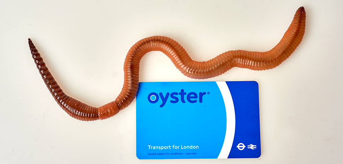 Dave The Giant Earthworm Sets Record In Uk World Live Science