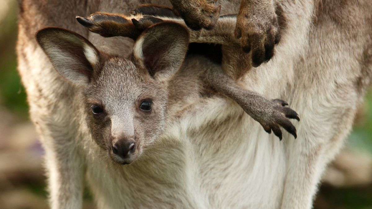 What's it like inside a kangaroo pouch?