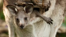 A joey in its mother's pouch.