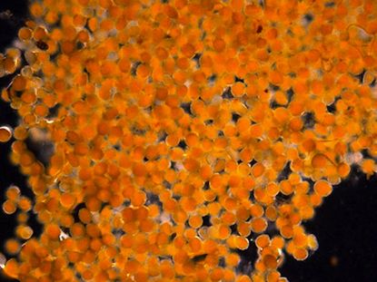 Microscopic eggs goo