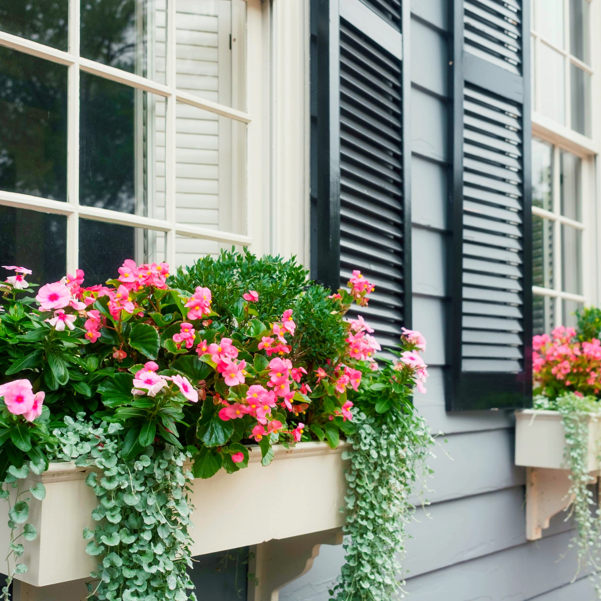 Window boxes with creeping jenny