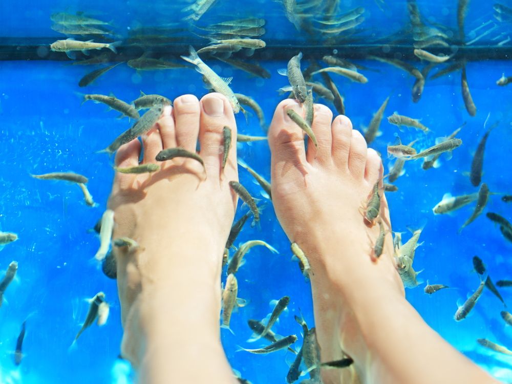 Fish nibble the dead skin off feet during fish pedicures.