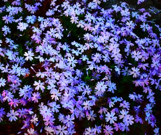 creeping phlox ground cover in bloom
