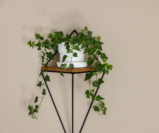 Ivy on plant stand
