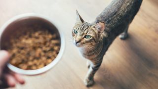 High angle view of tabby cat looking at hand holding bowl with cat food