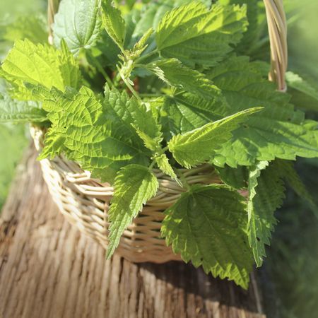 Basket Full Of Stinging Nettle Greens