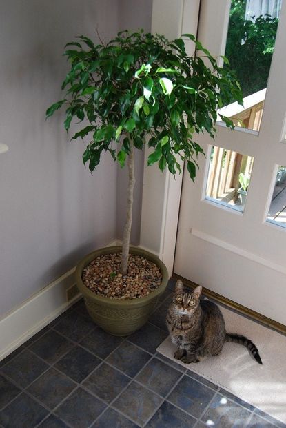 Potted Tree Indoors