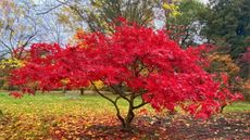 Red Japanese maple in fall
