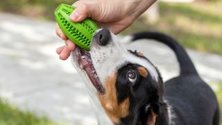 ways to keep your pet entertained when you're not there