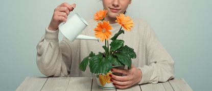 best time to water plants - portrait of Young woman watering house plants with a watering can