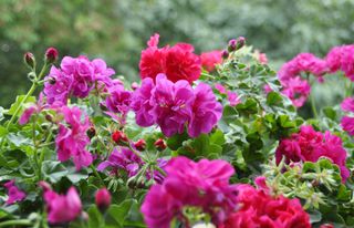 How to overwinter geraniums