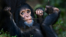 Baby chimpanzee chewing on a twig.