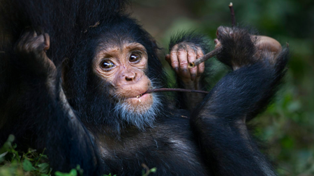 Baby chimpanzee chewing on a twig.