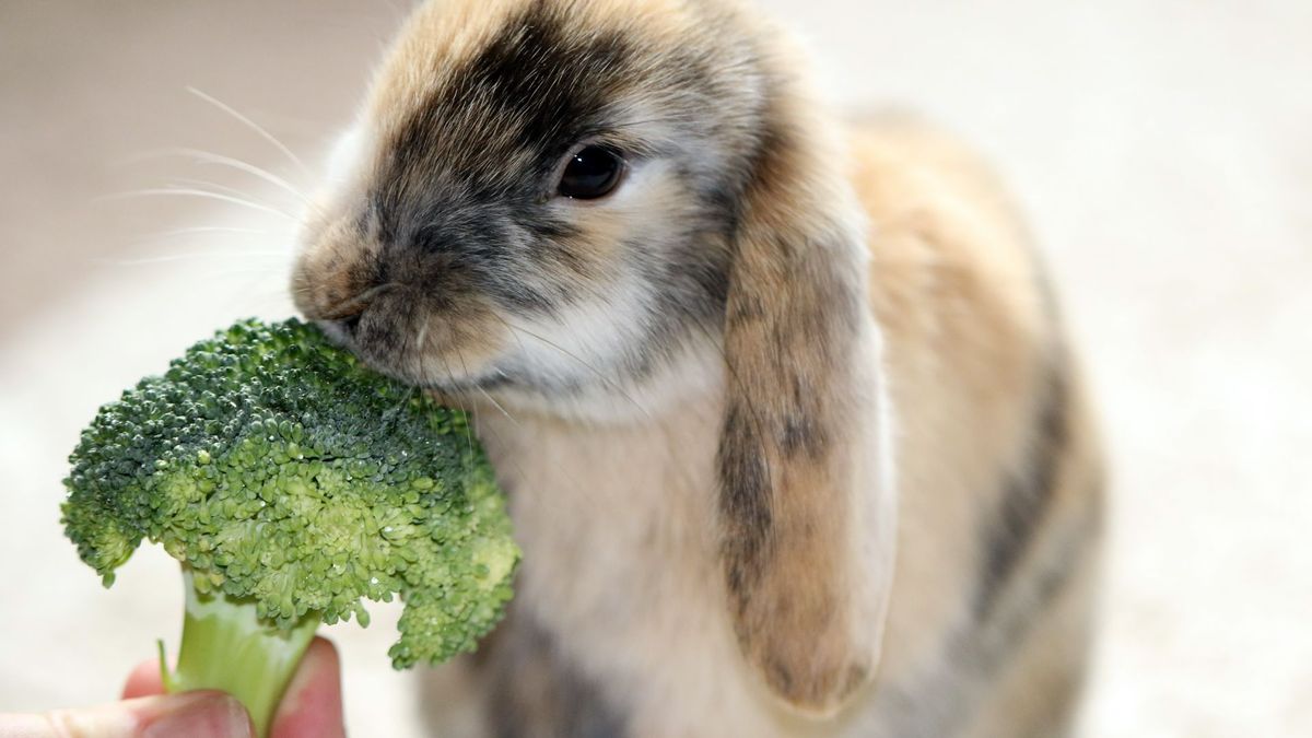 Rabbit eating broccoli 