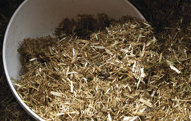 feeding horses in winter