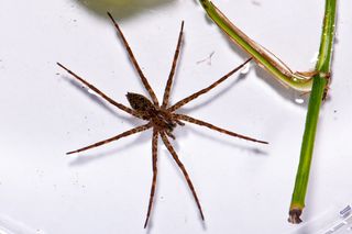 spiders, research, Fishing spider