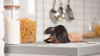 Brown rat on kitchen countertop