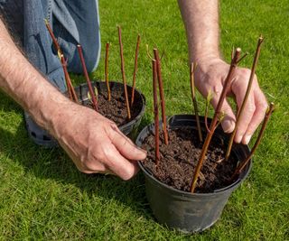 Planting hardwood cuttings of cornus