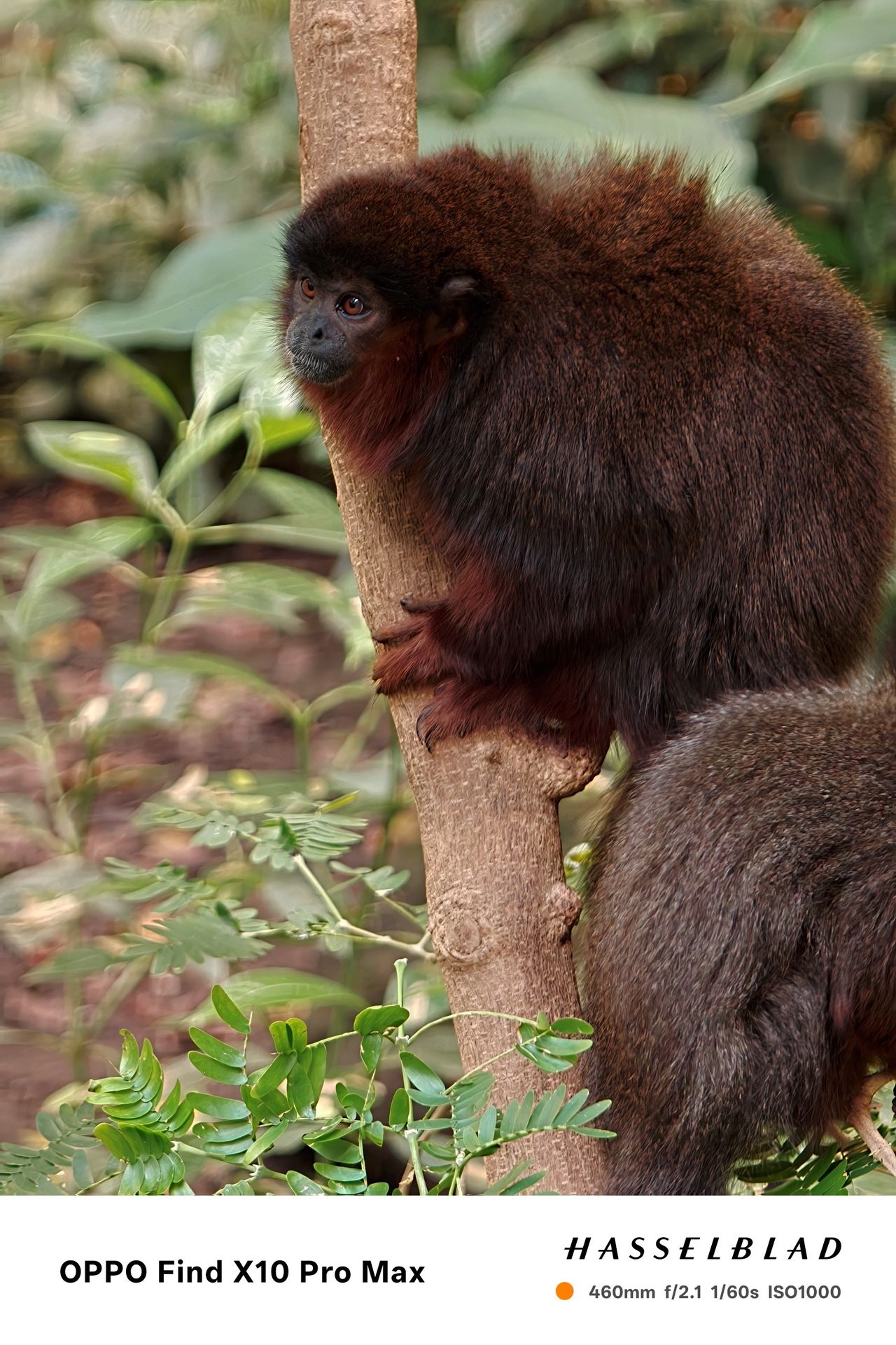 Small reddish-brown monkey clinging to a slim tree trunk.