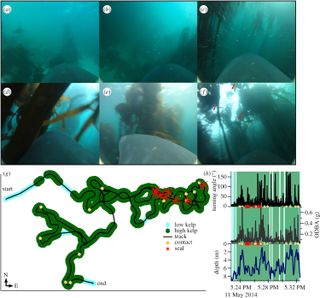 Still frames taken from a 10-minute recording show a great white shark swimming through a kelp forest. The shark was hunting cape fur seals, which are partly visible in Figures A through F (see red arrows). The seal responded by hunkering down on the seafloor and blowing bubbles (Figure C). Below, notice the shark's path through the kelp forest (Figure G) and the shark's turning angle and depth (Figure H).
