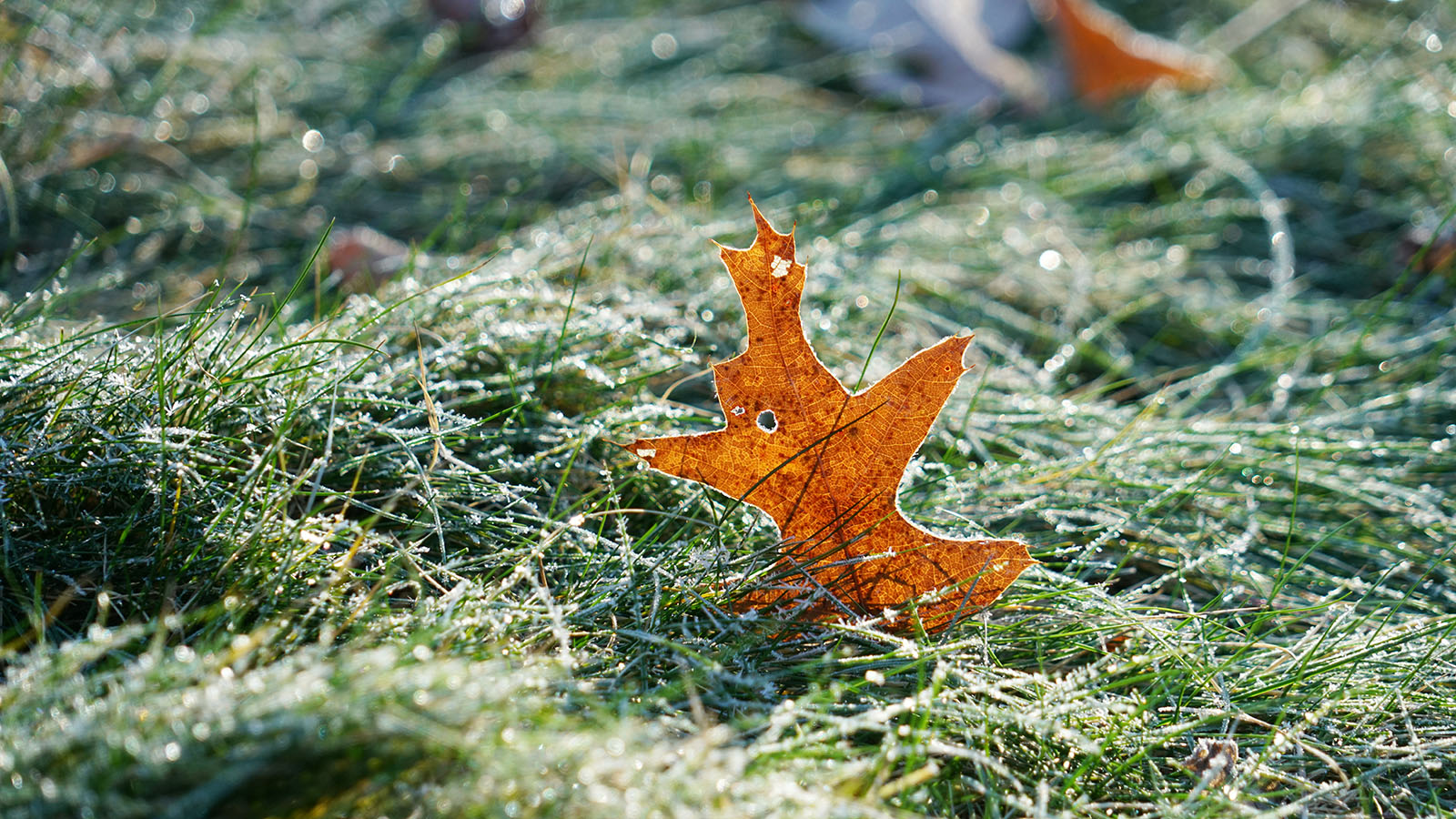 Close up on oak leaf on frosty meadow grass 
