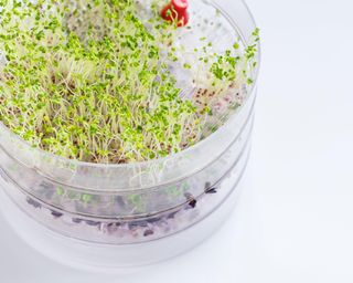 fresh broccoli sprouts in a transparent sprouter