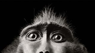 Tim Flach monkey