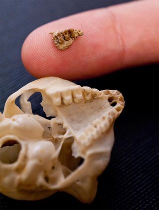 Here, a specimen of the extinct primate, Teilhardina brandti's upper jaw (top), compared with a skull specimen from a tarsier, a lemur-like animal from Southeast Asia.