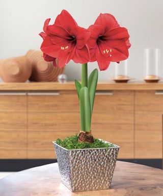 amaryllis Holiday Glow Red Lion in bloom