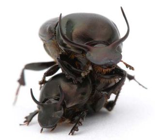 Two males of dung beetle called Onthphagus taurus size up each other's horns.