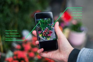 A hand holds up a phone to flowers. Technological graphics identify them.