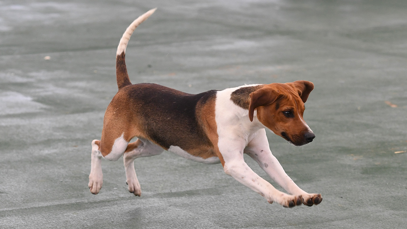 Gt. Yorks Show Beagles/Harriers 13.07.21 Cl 1 Beagle Dog hounds winner Catterick--CAPTAIN