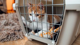 ginger and white cat in a cat carrier with a paw pressed against the bars