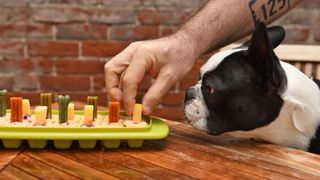 Dog being served home made treats