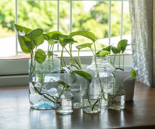 Pothos cuttings in water