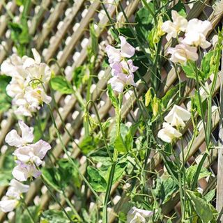 Flowering climbing plants on garden fence trellis