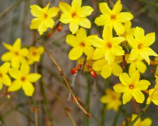 Yellow flowers of winter jasmine