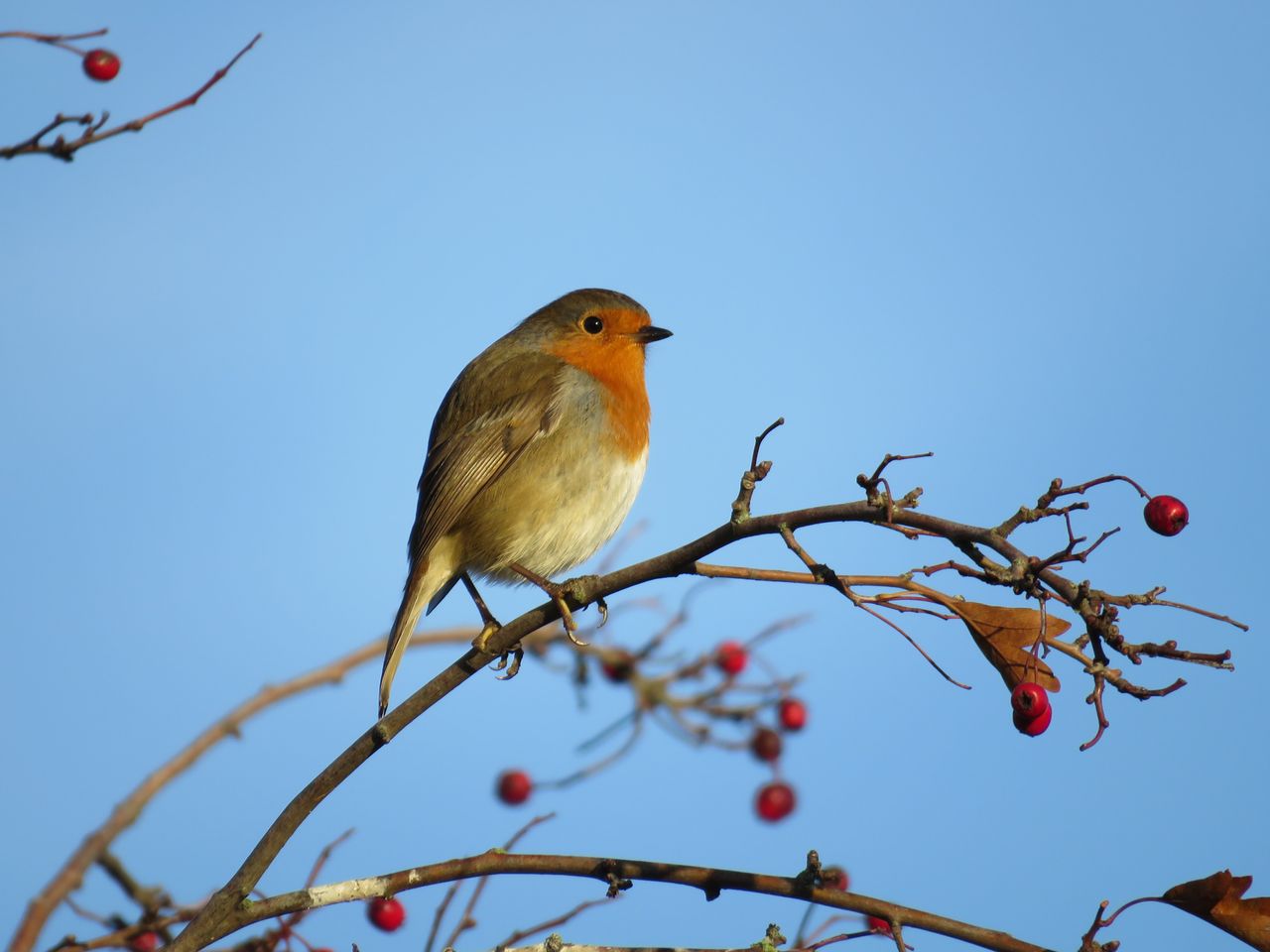 feed garden birds 