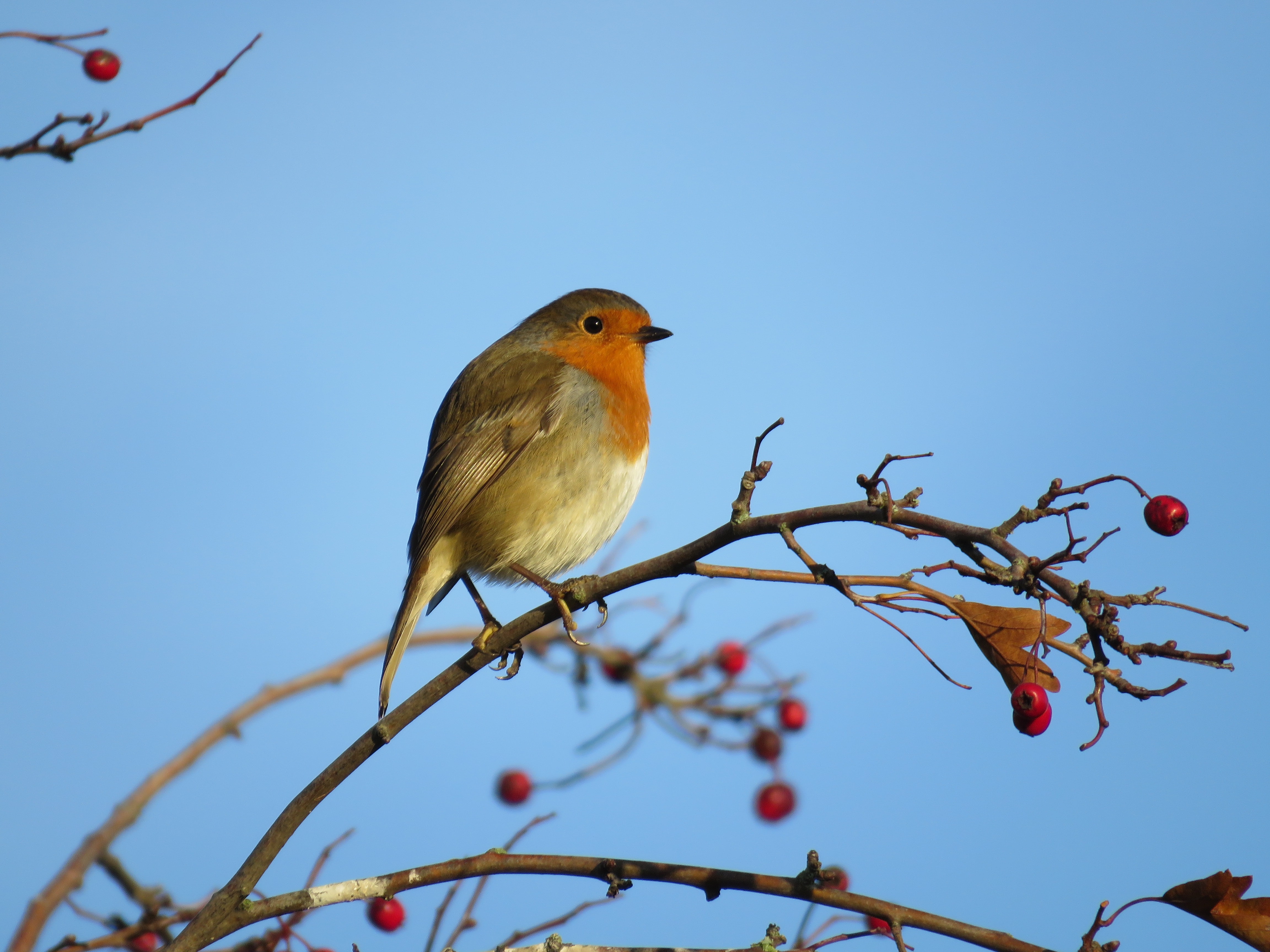 monty don bird feeding